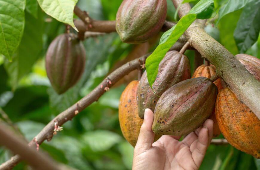 a hand touches ripe cacao pods on a tree in iligan, northern mindanao, surrounded by green leaves.