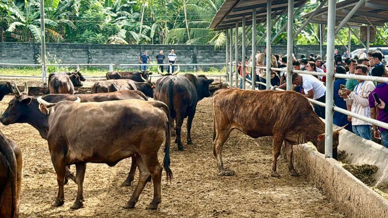 visitors observe several wagyu cows in a roofed outdoor pen near trees and a stone wall in the background.
