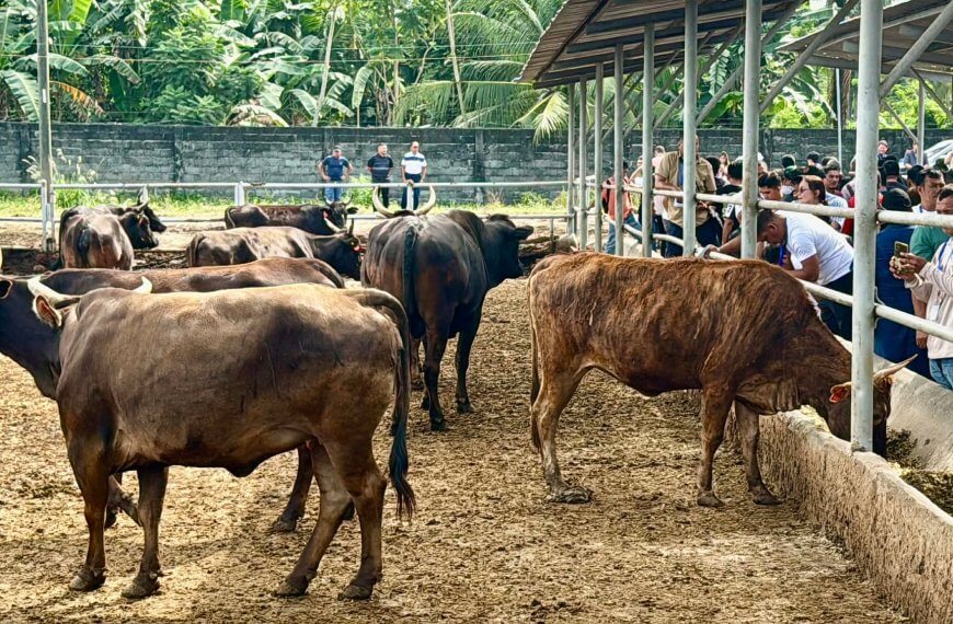 visitors observe several wagyu cows in a roofed outdoor pen near trees and a stone wall in the background.