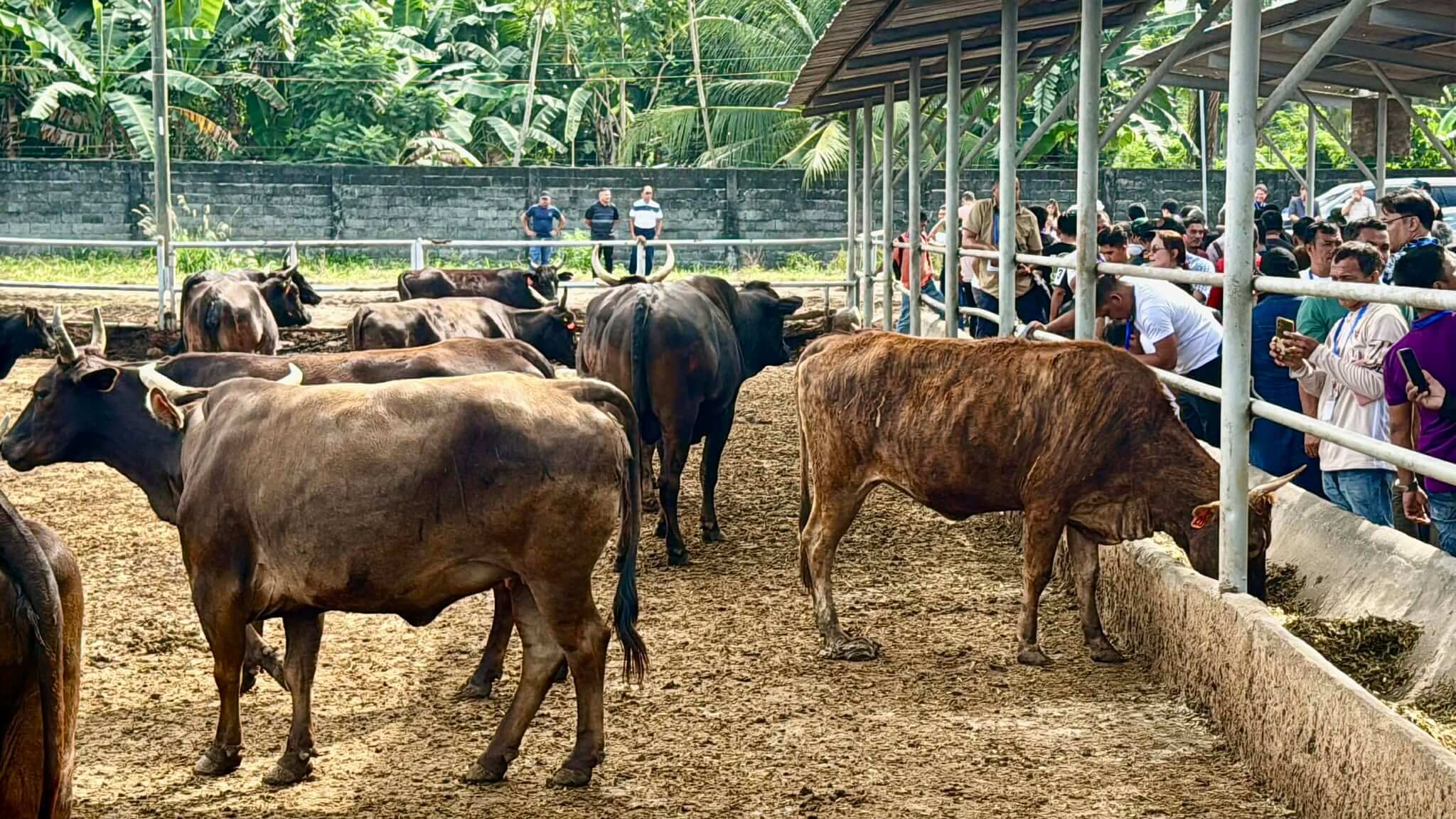 visitors observe several wagyu cows in a roofed outdoor pen near trees and a stone wall in the background.