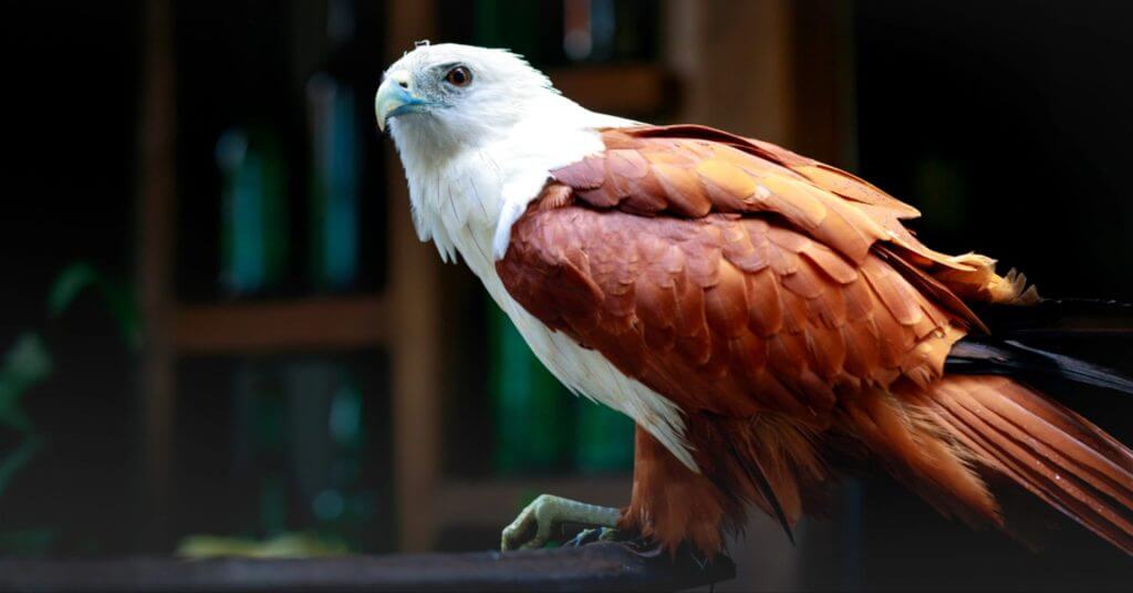 a brahminy kite with white head and chestnut wings perches, a symbol of mindanao travel&rsquo;s must visit spots.