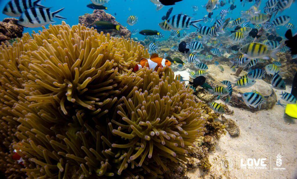 clownfish in an anemone with striped fish near coral; heritage of camiguin’s sunken cemetery. tourism logos bottom right.