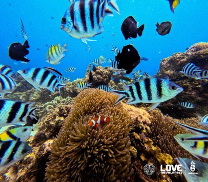 a variety of colorful tropical fish swim above coral reefs in camiguin, with logos below: love the philippines.