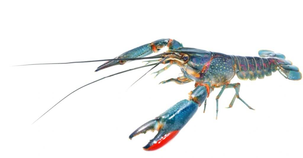 blue crayfish with long antennae and large claws, ideal for crayfish farming or agribusiness in the philippines.